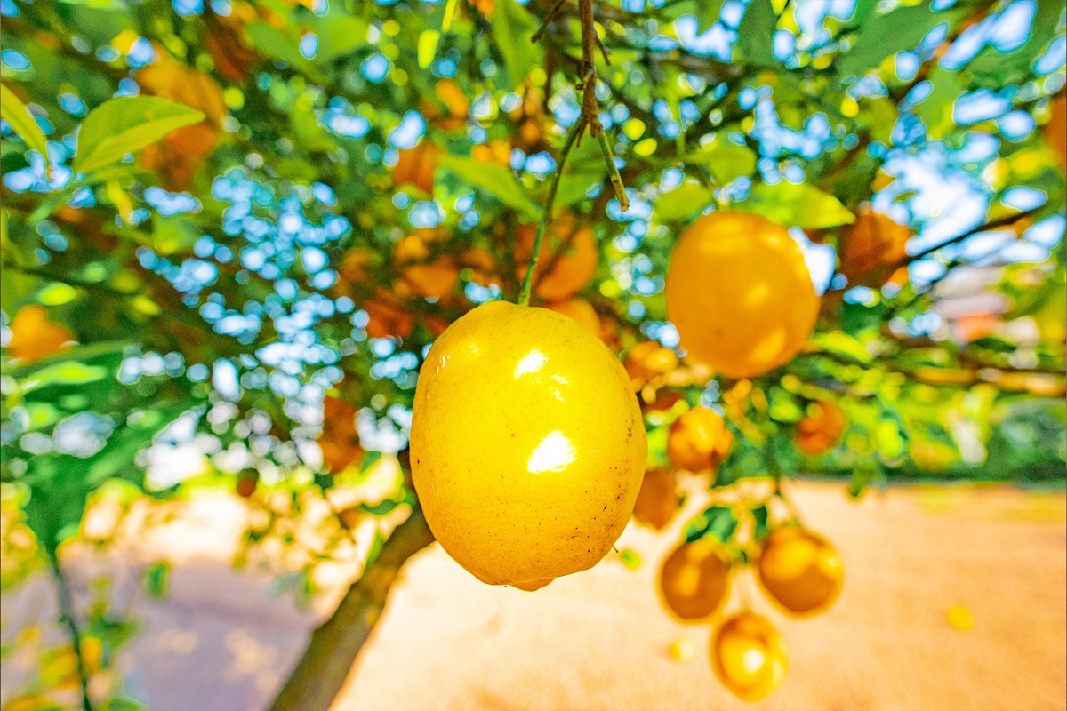 220712_LEMON FARM GLAMPINGしまなみ