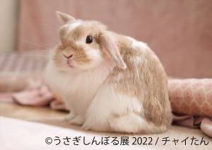 東京「うさぎしんぼる展」開催へ！　過去最大規模の“うさぎイベントの祭典”