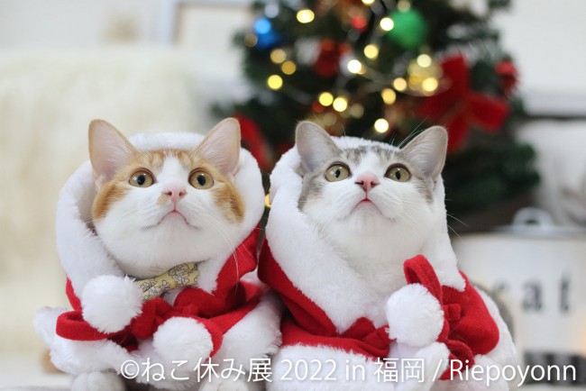 福岡で「ねこ休み展」冬の新作展開催へ！　クリスマスツリーの展示や“福袋”の販売も