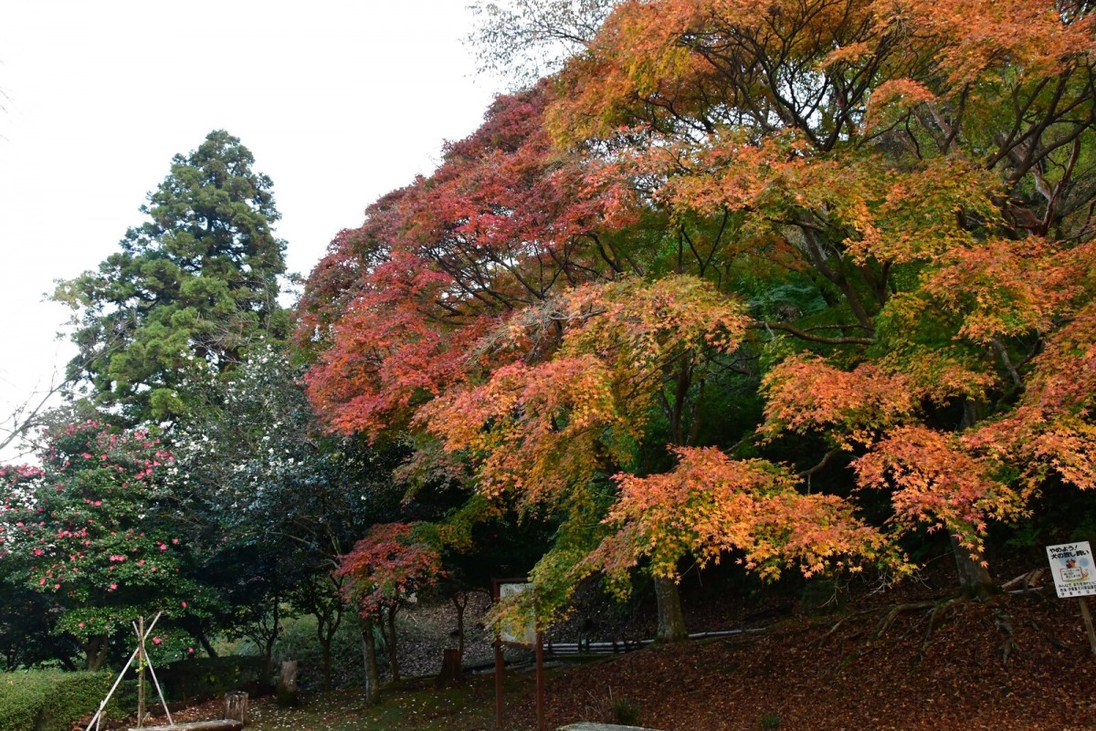 一碧湖＆丸山公園の紅葉2022