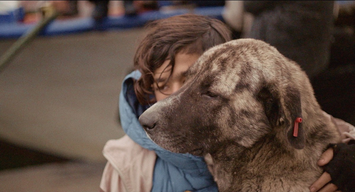 全編野良犬目線『ストレイ 犬が見た世界』、二階堂ふみナレーションの予告編解禁