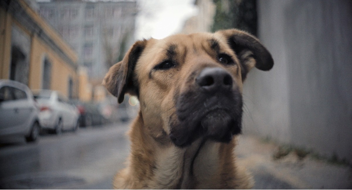 全編野良犬目線『ストレイ 犬が見た世界』、二階堂ふみナレーションの予告編解禁