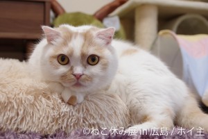 「ねこ休み展」3年ぶりに広島で開催！