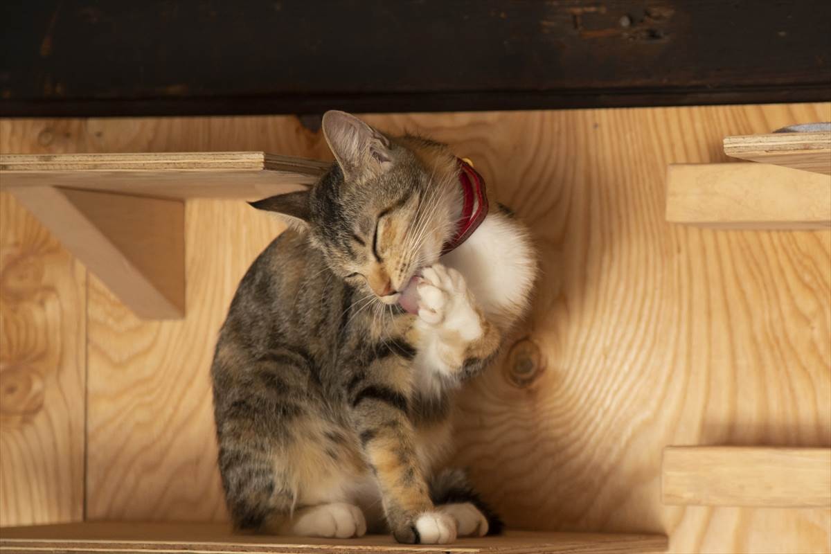 猫の日に猫まみれ！　古川雄輝『ねこ物件』、究極の癒やしの猫画像22点公開　予告も到着
