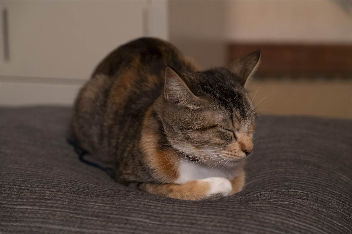 猫の日に猫まみれ！　古川雄輝『ねこ物件』、究極の癒やしの猫画像22点公開　予告も到着