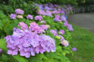 20220609_「花菖蒲・睡蓮まつり」