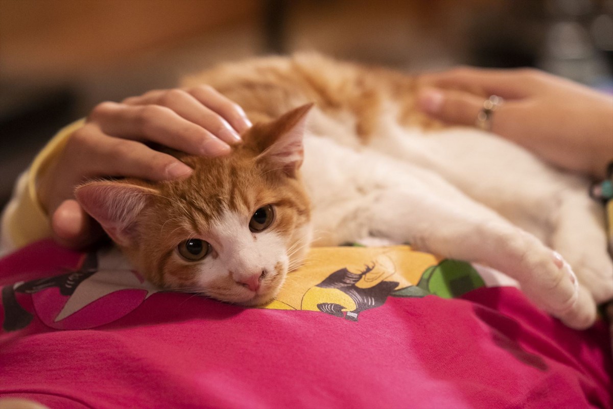 ねこ愛ダダもれオフショット写真も初公開！　『劇場版 ねこ物件』ショート予告＆場面写真到着