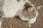 映画『地下室のヘンな穴』新居に現れるナゾの猫