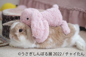 20220818うさぎ