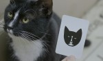 映画『猫たちのアパートメント』場面写真