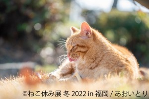 福岡「ねこ休み展」20221117