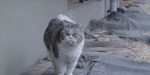 映画『猫たちのアパートメント』場面写真