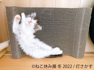 「ねこ休み展」東京＆札幌で開催決定！　冬らしい癒しの猫作品が集結