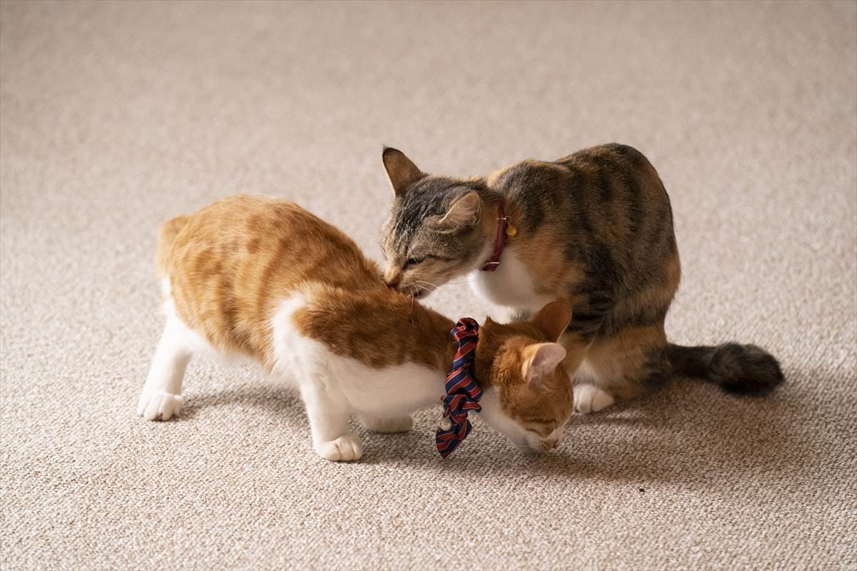 猫の日に猫まみれ！　古川雄輝『ねこ物件』、究極の癒やしの猫画像22点公開　予告も到着