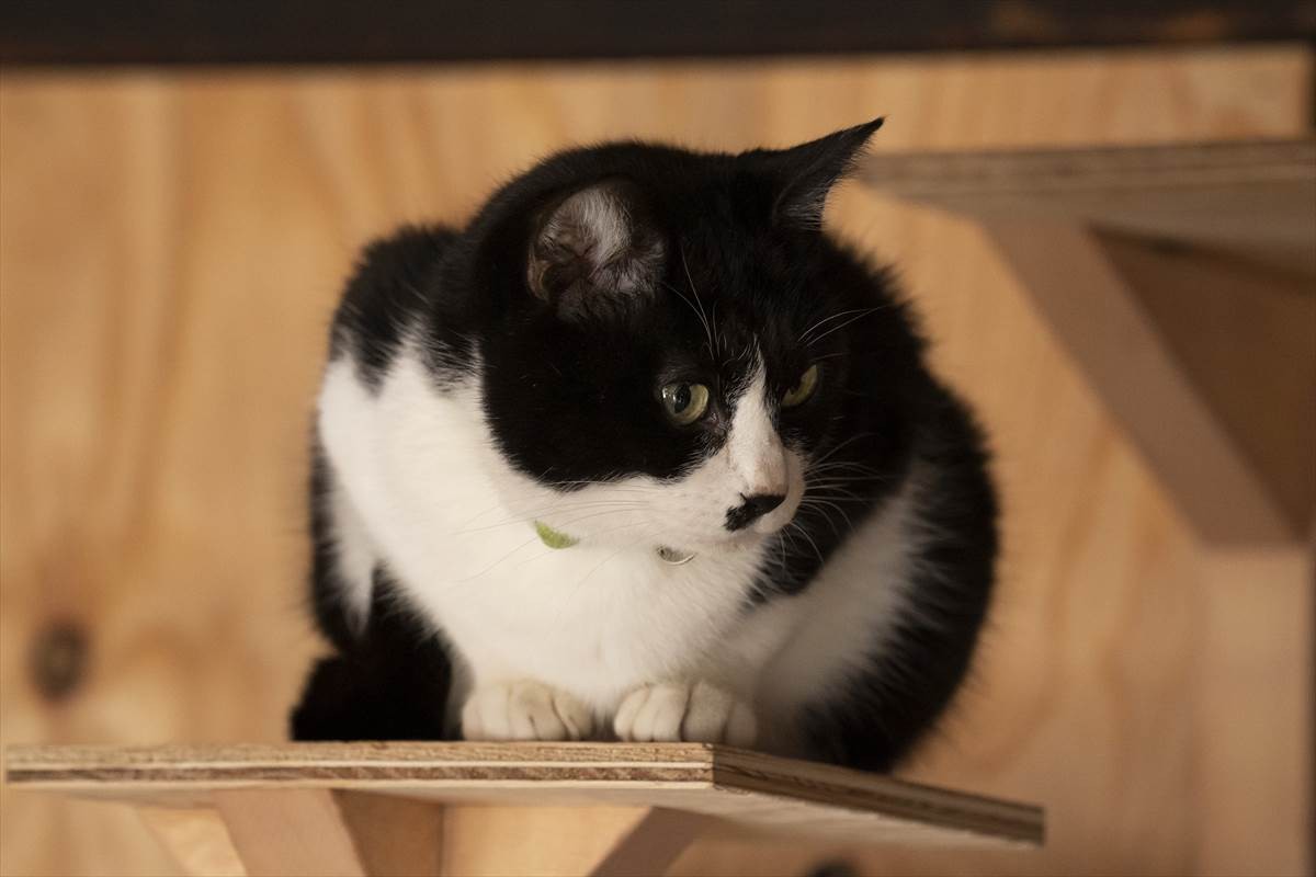 猫の日に猫まみれ！　古川雄輝『ねこ物件』、究極の癒やしの猫画像22点公開　予告も到着