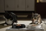 ドラマ『ねこ物件』より（左から）猫のクロ、チャー