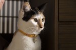 ドラマ『ねこ物件』より猫のケイ