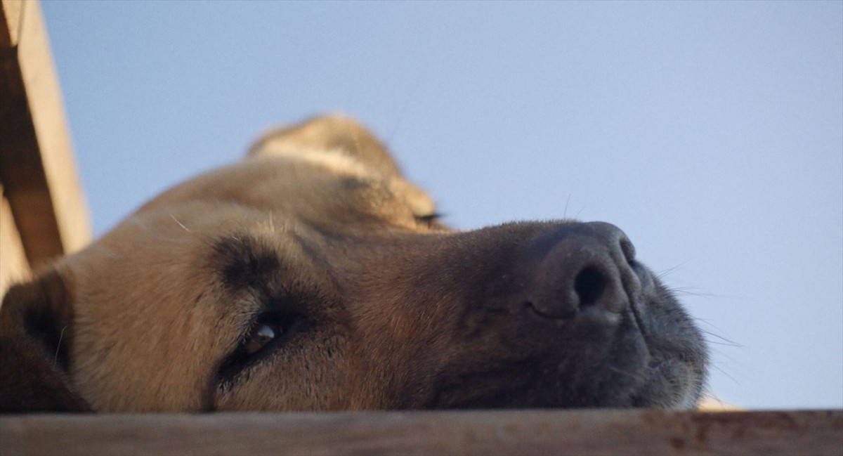 全編“犬の目線”でいつもの街の風景さえも新鮮に　『ストレイ 犬が見た世界』本編冒頭映像