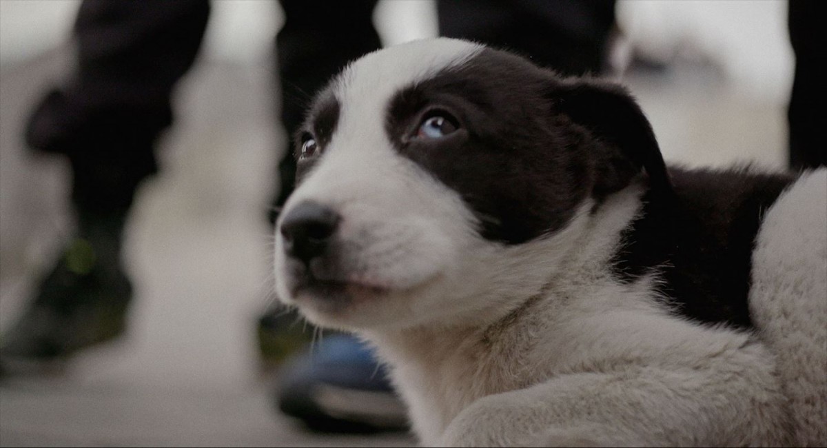 全編“犬の目線”でいつもの街の風景さえも新鮮に　『ストレイ 犬が見た世界』本編冒頭映像