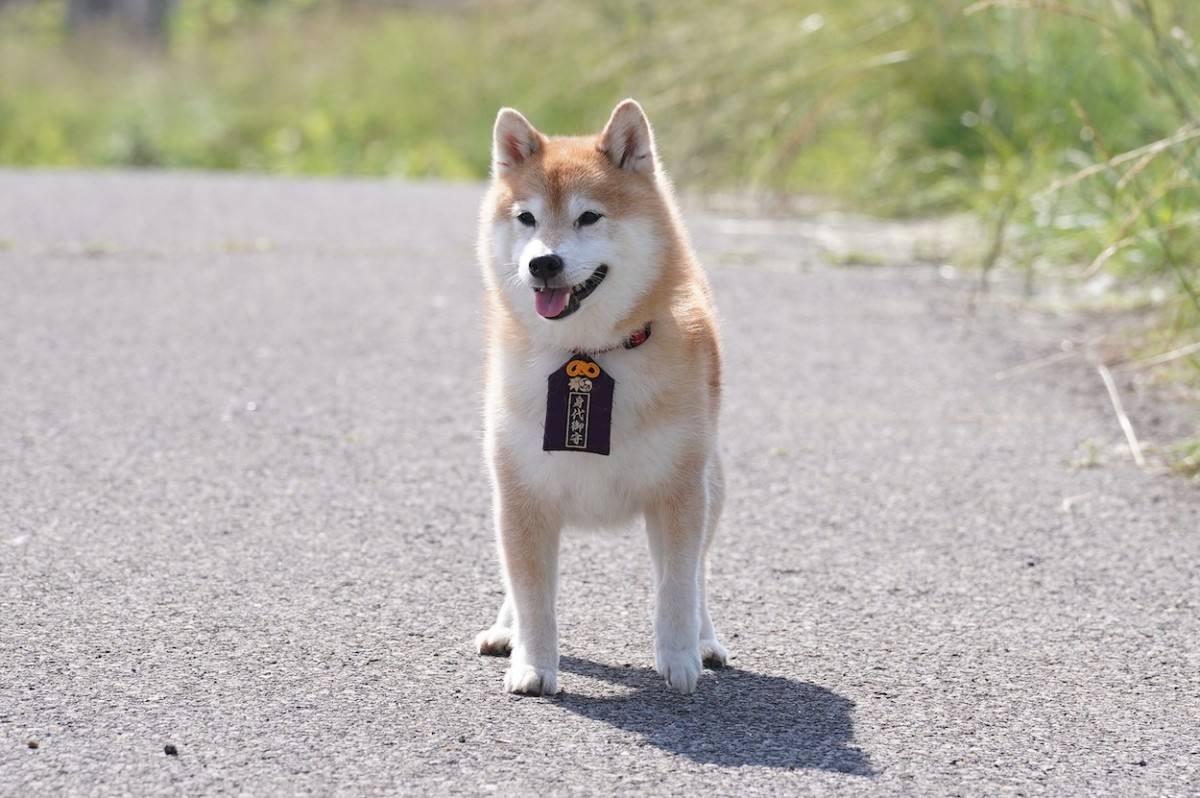 『ナンバMG5』特別編　剛の愛犬・松が家出　1通の“手紙”をめぐる騒動を巻き起こす