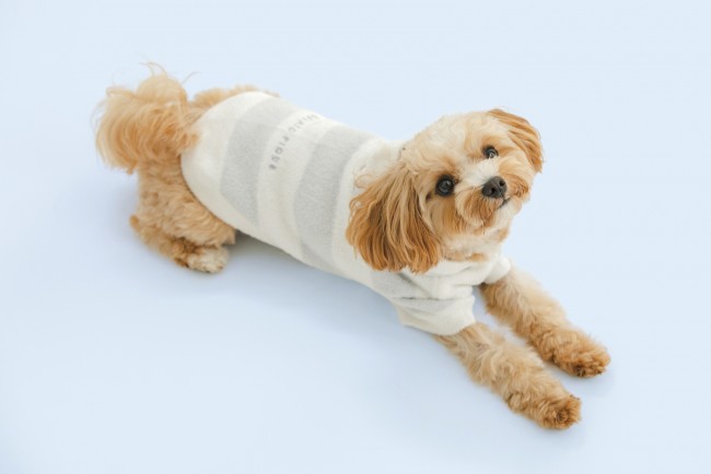 「ジェラピケ」初の犬猫用アイテム発売へ！　定番素材を使用したウェアやベッドなど