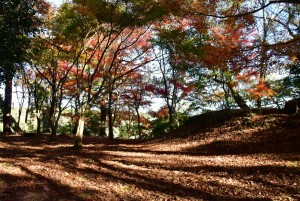 一碧湖＆丸山公園の紅葉2022