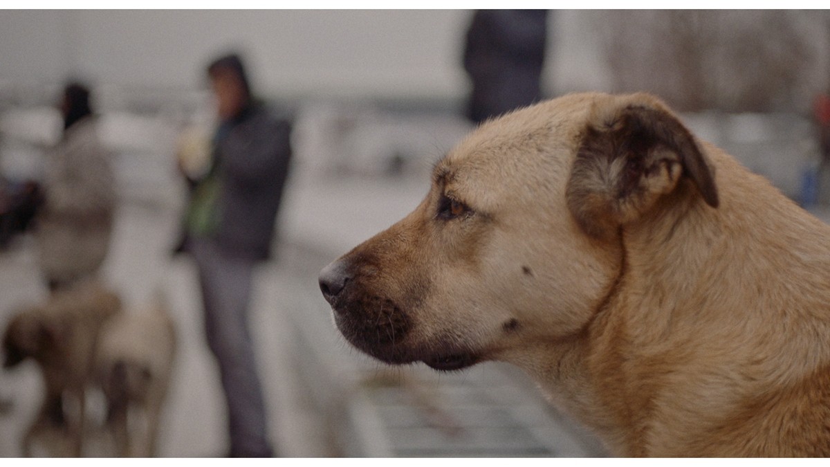 全編野良犬目線『ストレイ 犬が見た世界』、二階堂ふみナレーションの予告編解禁