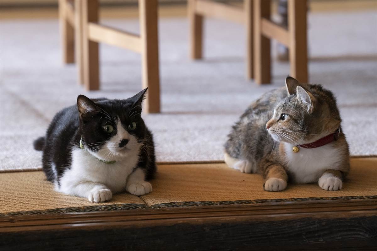 猫の日に猫まみれ！　古川雄輝『ねこ物件』、究極の癒やしの猫画像22点公開　予告も到着