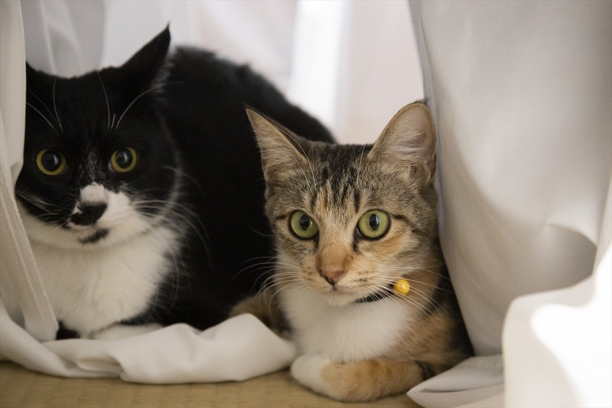 古川雄輝「僕レベルだとまだニワカ」　猫好き主人公にほっこり『ねこ物件』場面写真解禁