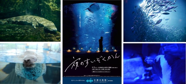 京都水族館「夜のすいぞくかん」開催！　夜限定イルカパフォーマンスなどを展開