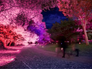満開の“光の桜”が咲き誇る！