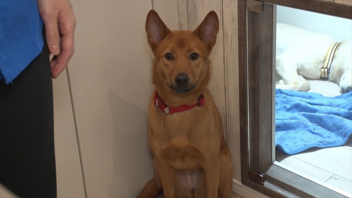 浜口京子、飼育経験ゼロで人に怯える保護犬のお世話に挑戦　独特の触れ合い方で奇跡が