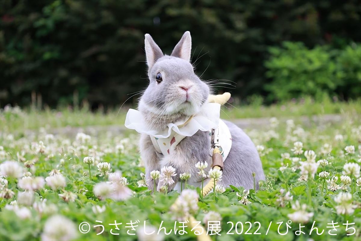 20220818うさぎ