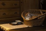 映画『耳をすませば』猫のムーン場面写真