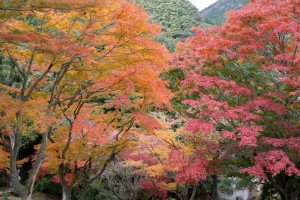 一碧湖＆丸山公園の紅葉2022