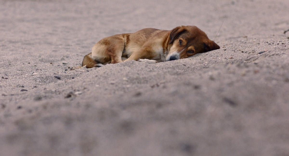 全編野良犬目線『ストレイ 犬が見た世界』、二階堂ふみナレーションの予告編解禁