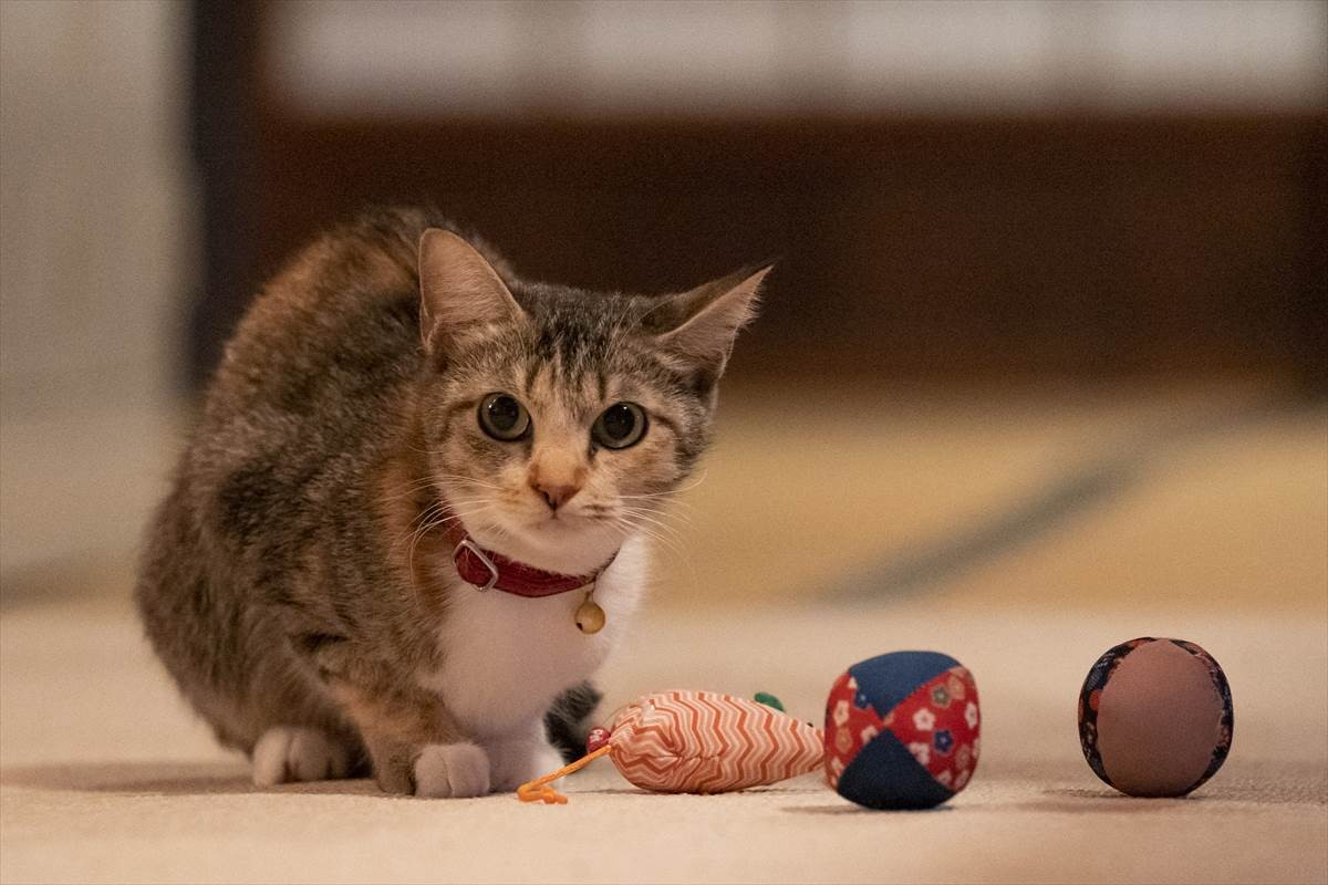 猫の日に猫まみれ！　古川雄輝『ねこ物件』、究極の癒やしの猫画像22点公開　予告も到着