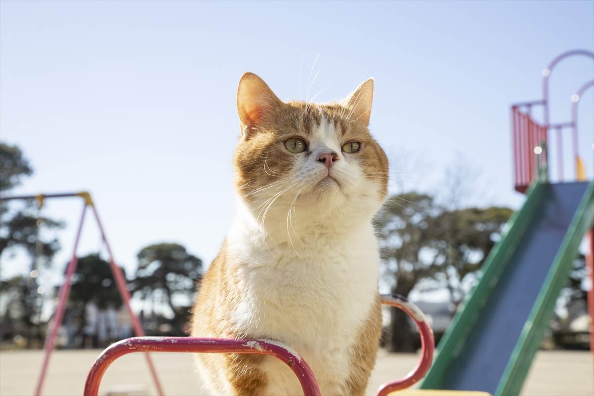猫の日に猫まみれ！　古川雄輝『ねこ物件』、究極の癒やしの猫画像22点公開　予告も到着
