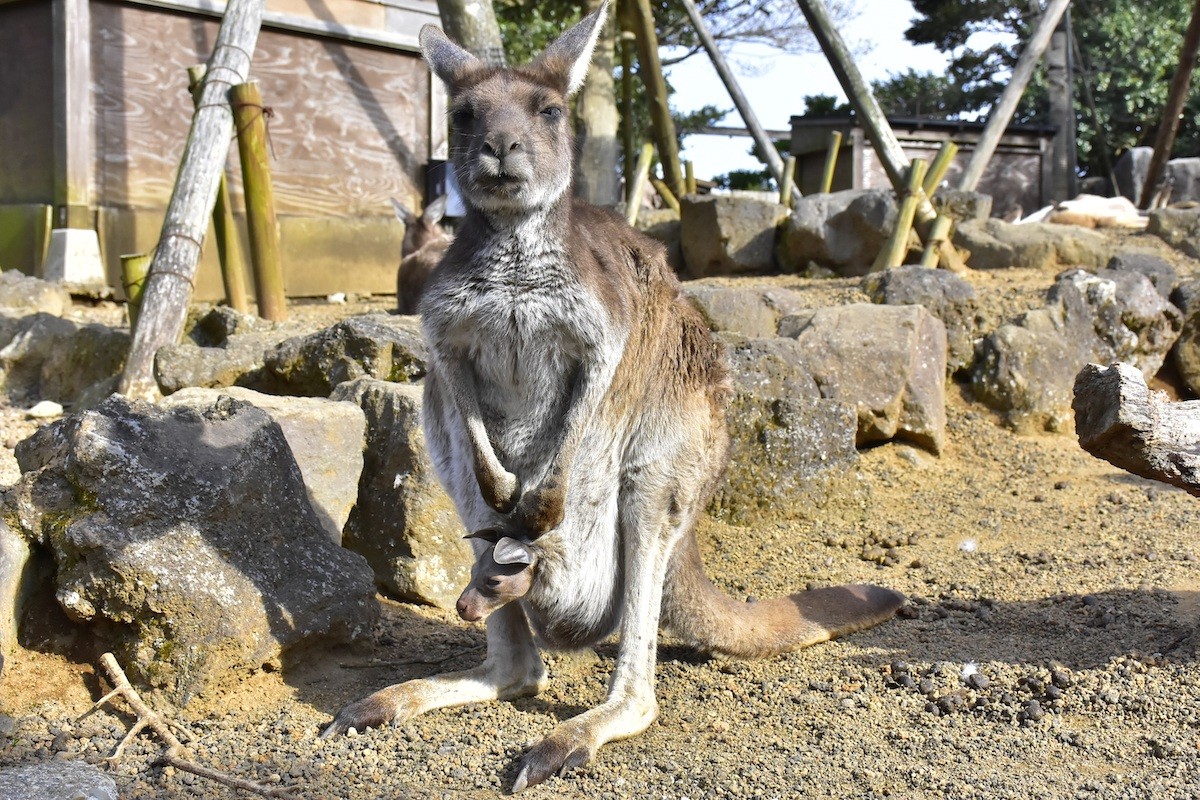 20220322_伊豆シャボテン動物公園