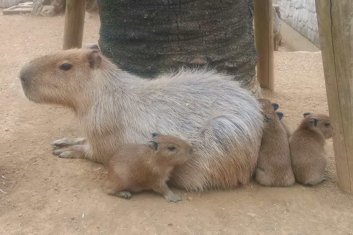 20220322_伊豆シャボテン動物公園