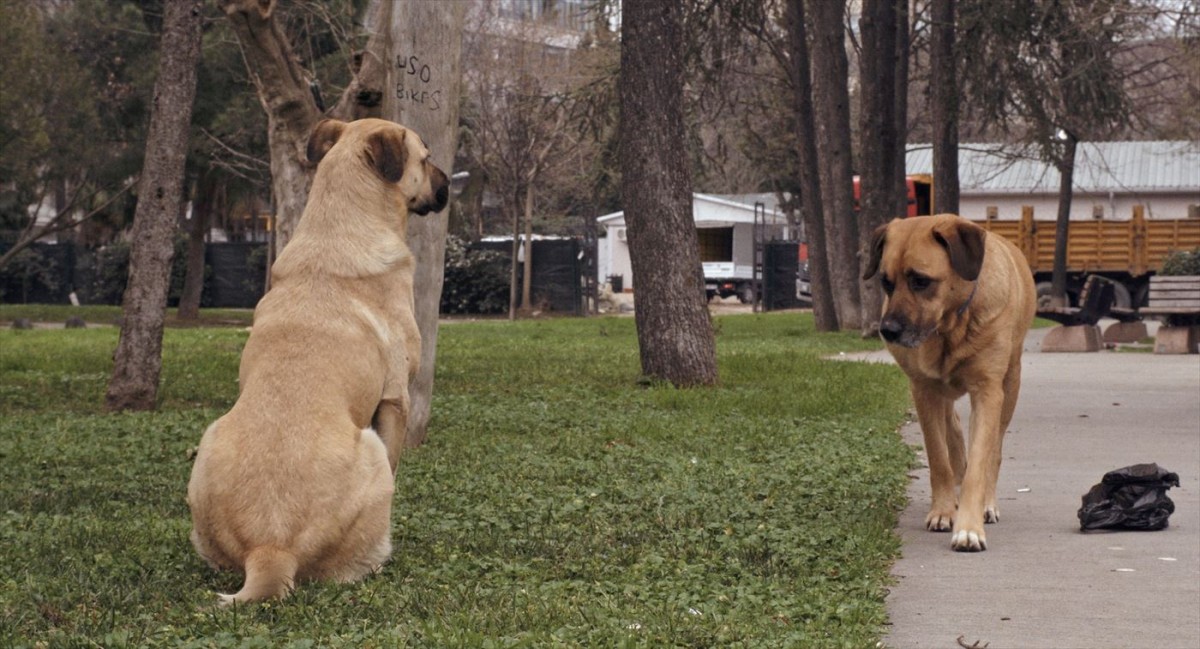 全編“犬の目線”でいつもの街の風景さえも新鮮に　『ストレイ 犬が見た世界』本編冒頭映像