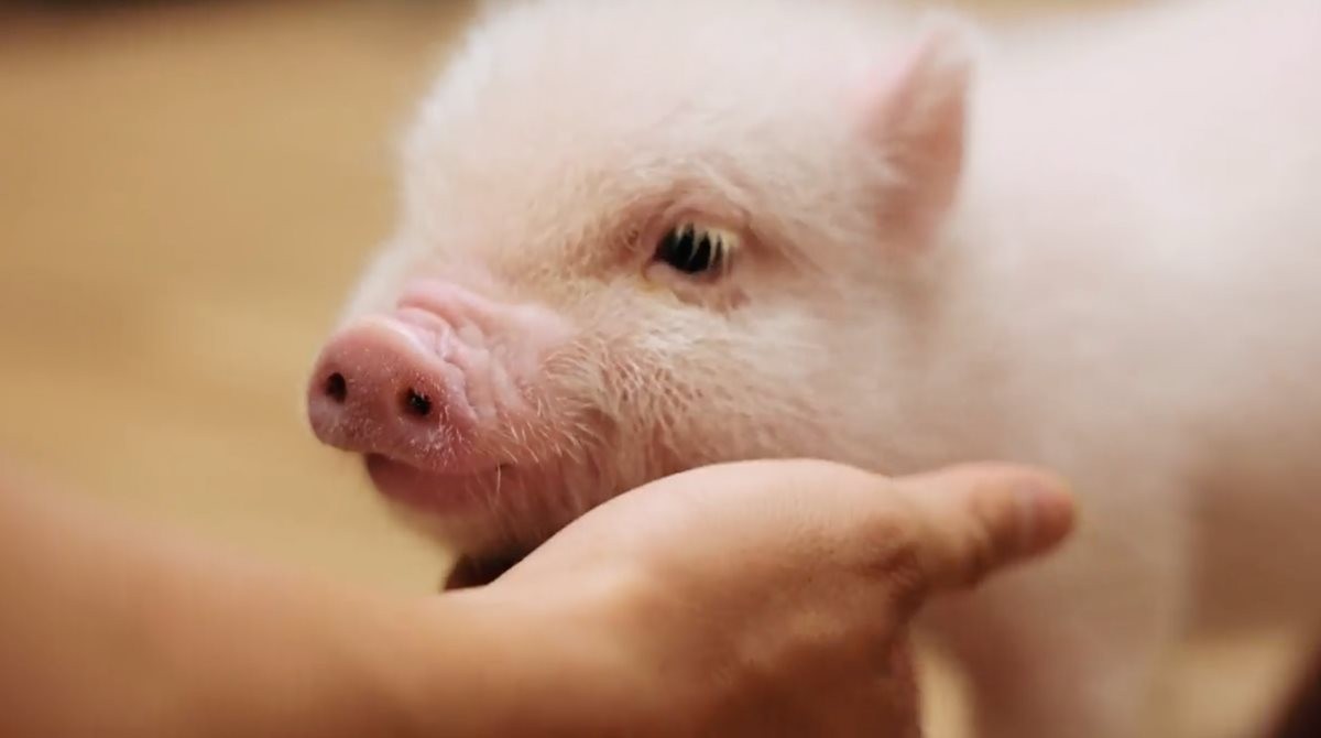 マイクロブタカフェ「pignic cafe 代々木公園店」オープン！