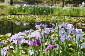 20220609_「花菖蒲・睡蓮まつり」