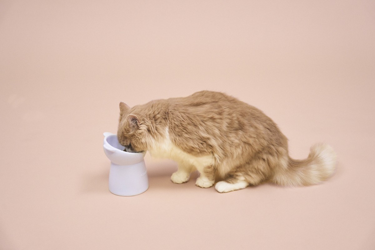 「GELATO PIQUE CAT＆DOG」202210