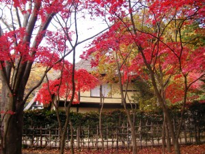 自然豊かな「生田緑地」の紅葉20221123