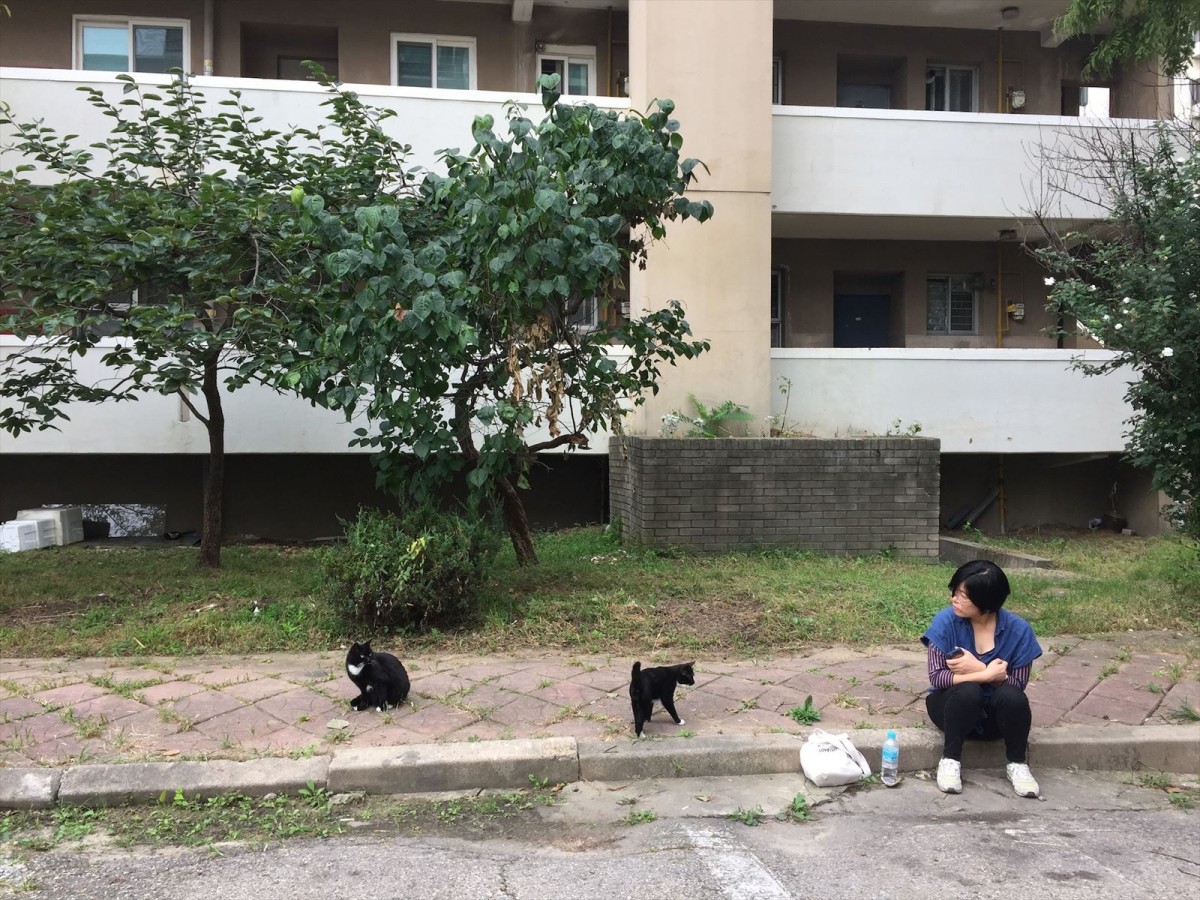 可愛い猫いっぱい　『猫たちのアパートメント』、メイキング＆監督コメント到着「一匹でも多くの猫を救おう」
