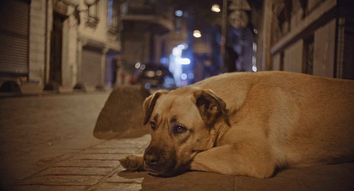 全編野良犬目線『ストレイ 犬が見た世界』、二階堂ふみナレーションの予告編解禁