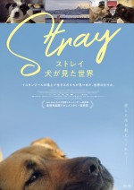 【動画】二階堂ふみナレーション　『ストレイ 犬が見た世界』予告編