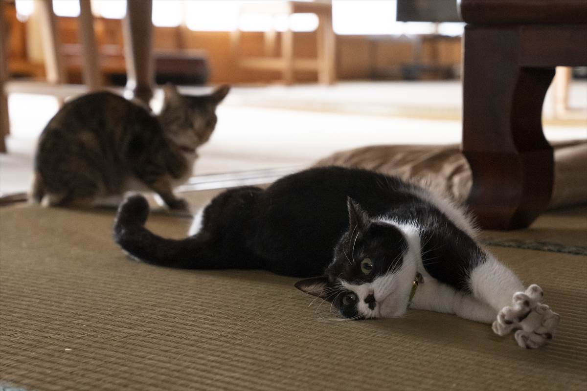 猫の日に猫まみれ！　古川雄輝『ねこ物件』、究極の癒やしの猫画像22点公開　予告も到着