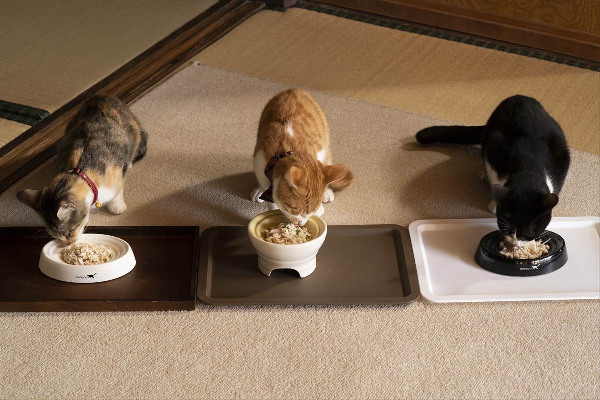 猫の日に猫まみれ！　古川雄輝『ねこ物件』、究極の癒やしの猫画像22点公開　予告も到着